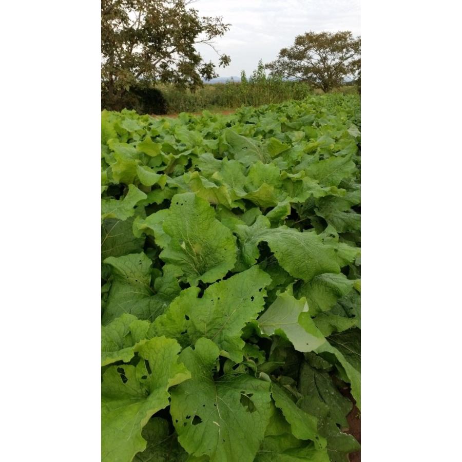 香(かおり)ごぼう茶ティーバッグ（1.6g×8包入）宮城県登米市産寒ざらしごぼう |  | 01