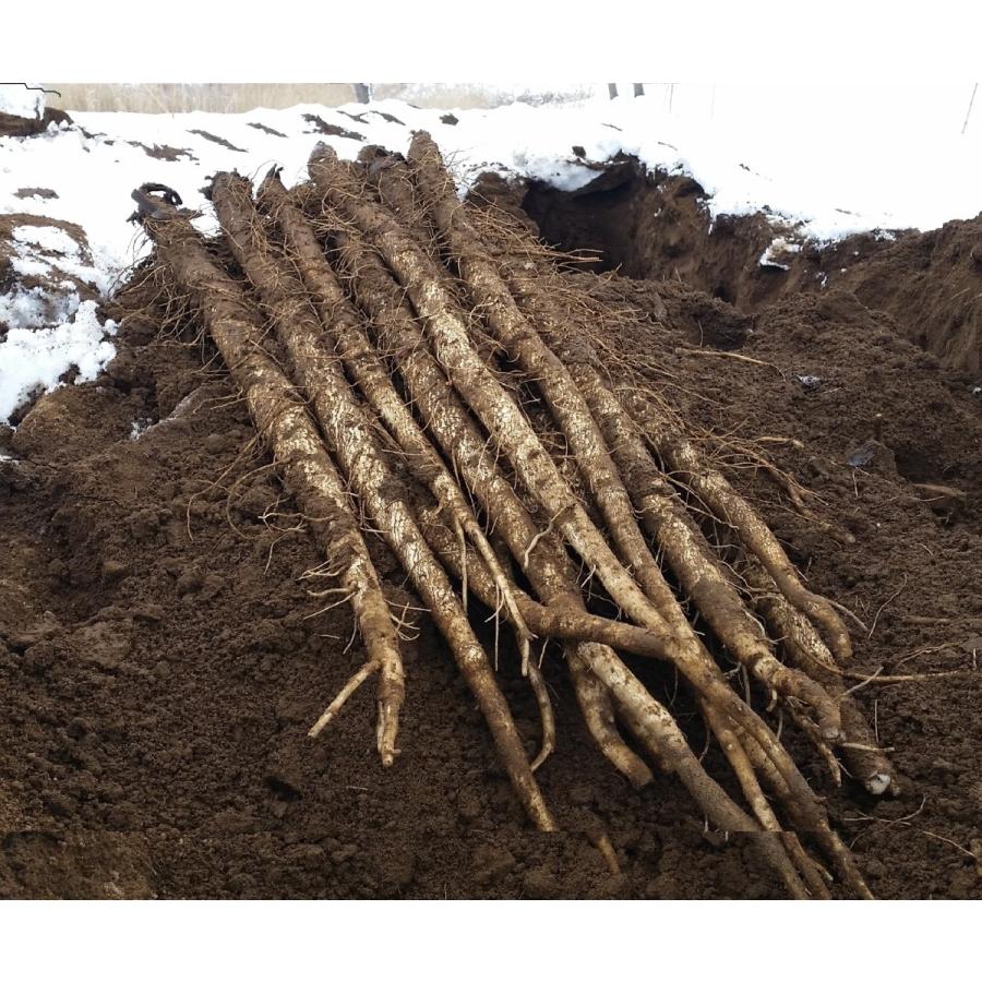 香(かおり)ごぼう茶ティーバッグ（1.6g×8包入）宮城県登米市産寒ざらしごぼう |  | 02