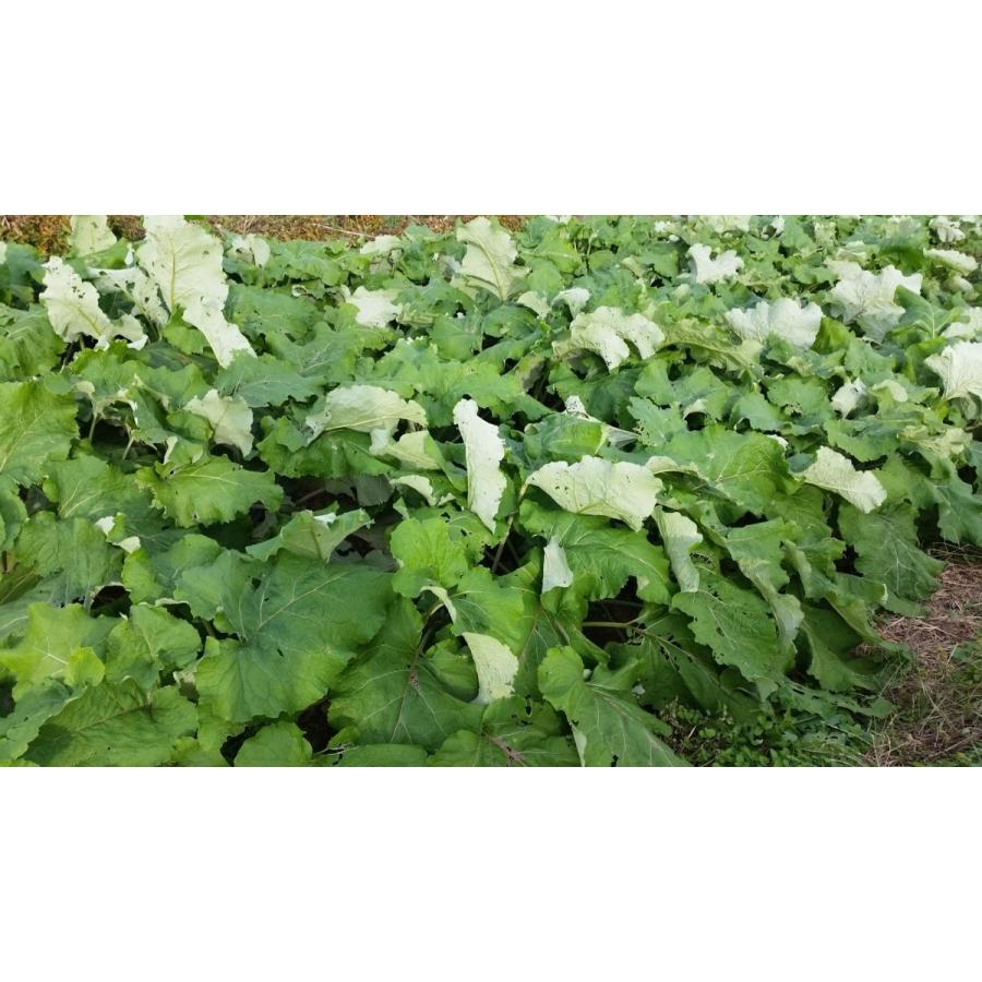 香(かおり)ごぼう茶【お試しサイズ】1.6g×5包　宮城県産寒天日干しごぼう　 |  | 02