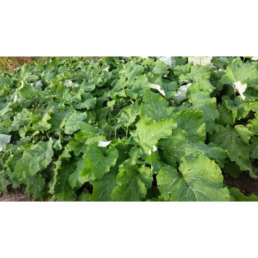 香(かおり）ごぼう茶　急須用ティーバッグ（3g×18包）　宮城県産寒天日干しごぼう　お徳用サイズ |  | 03