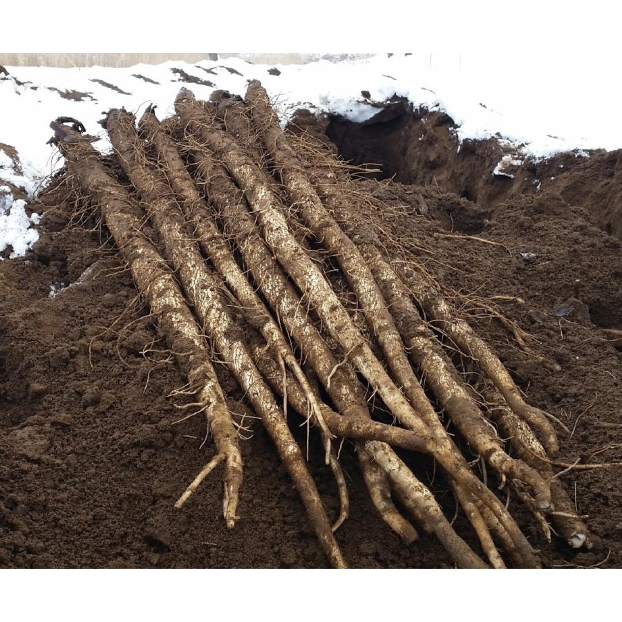 香(かおり）ごぼう茶　急須用ティーバッグ（3g×18包）　宮城県産寒天日干しごぼう　お徳用サイズ |  | 04