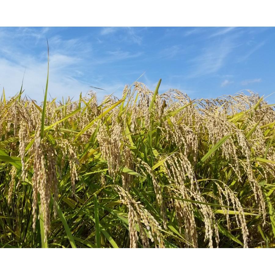 玄米珈琲ドリップバッグ（ノンカフェイン玄米コーヒー）10個セット |  | 04