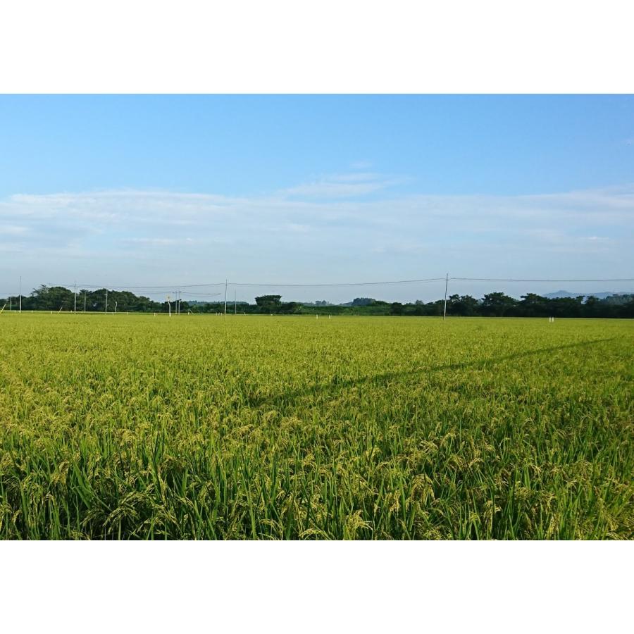 玄米珈琲ドリップバッグ（ノンカフェイン玄米コーヒー）10個セット |  | 05