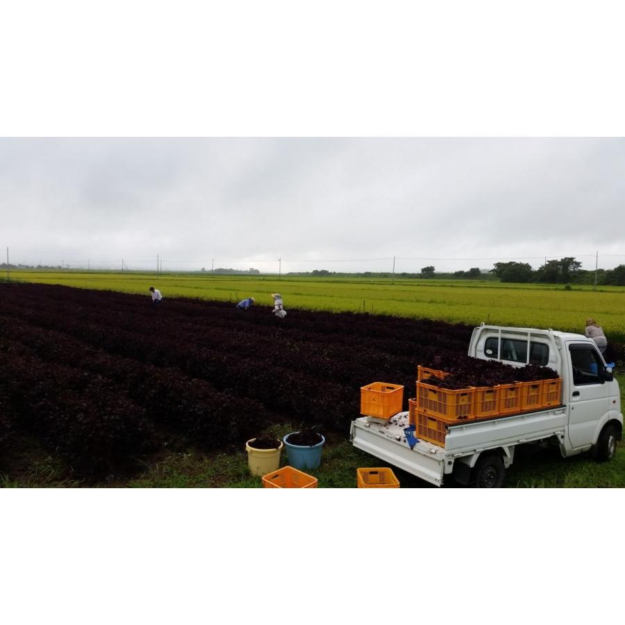 SHISON赤しそジュースキット（赤紫蘇ジュース／アカシソジュース）500ml原液用×3個セット　宮城県登米市産 |  | 02