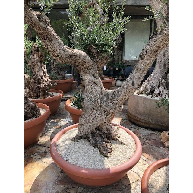 現品】オリーブの古木 大株 30号 cこ