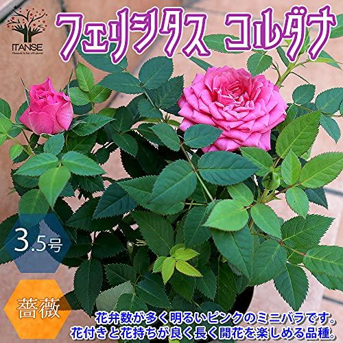 フェリシタス コルダナ ミニバラ3 5号鉢 品種で選べる薔薇苗 1個売り 学名 Rosa Hybrids バラ科バラ属 耐寒性落葉低木 花木 S Nasashu E 通販 Yahoo ショッピング
