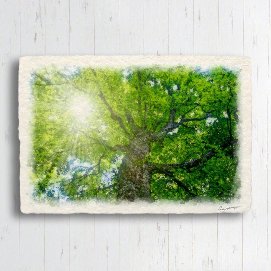 絵画 インテリア 玄関 壁掛け 風景画 緑 グリーン 木 森 和紙の絵写真 アートパネル 30x21cm 木漏れ日と新緑のブナの大木 Panel Mother Tree F インテリアアート Naturalmemories 通販 Yahoo ショッピング