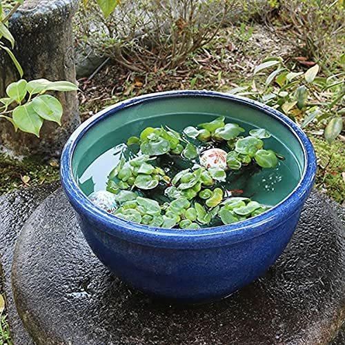 日本購入 信楽焼 睡蓮鉢 15号ナマコ色水鉢 Su 0255 すいれん鉢 蓮鉢 金魚鉢 メダカ鉢 水鉢 めだか鉢 陶器 焼き物 鉢 ガーデニング ビオトープ 和風 洋風 大阪公式 Miracleleaffl Com