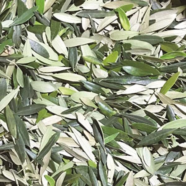 オリーブリーフティー ２g×10包[有機JAS認証オリーブ葉使用](お茶 ティーバッグ 健康飲料 美容 オーガニック ポリフェノール ノンカフェイン) |  | 04