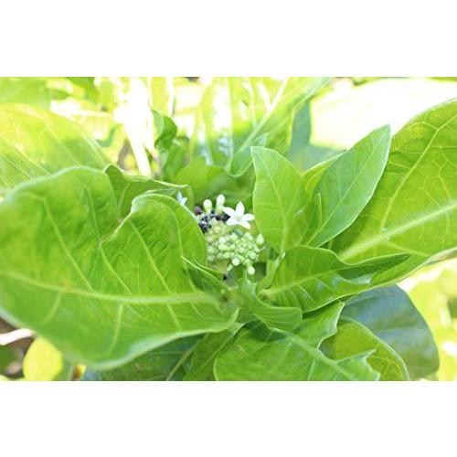 沖縄県産 100% ノニ 果汁 原液 500ml|natural-space|02