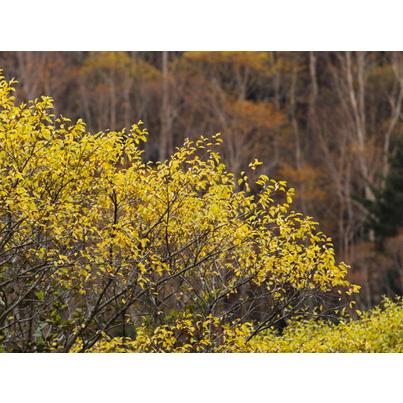 クロモジ 高さ約0.4m (鉢底から） 雑木 シンボルツリー 庭木