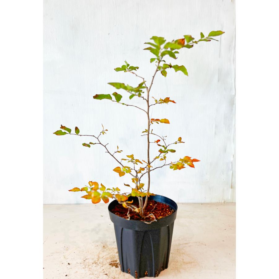 ナツハゼ 雑木　ー　アオダモ、アオハダ、モミジ、カエデ　山彩り　ー ナツハゼ 雑木 ー アオダモ、アオハダ、モミジ、カエデ 山彩り ー