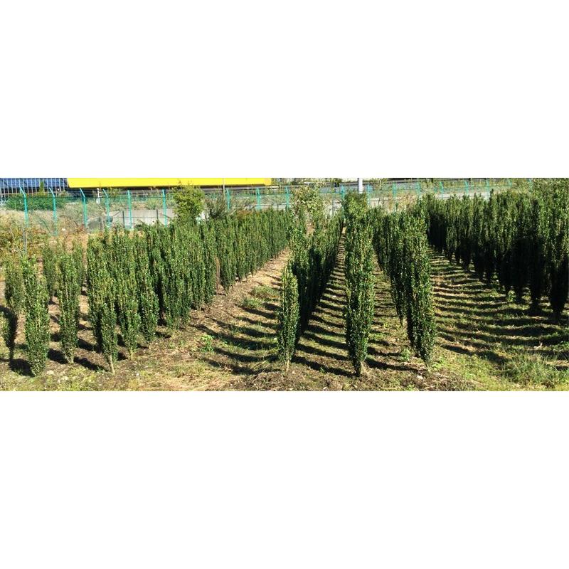 楽天市場】ソヨゴ 単木 1m 露地 苗 : トオヤマグリーン 【スカイペンシル】10本セット　樹高0.5m（鉢底から）　サンプル画像　同等品の発送　　　【送料無料】沖縄は送料が必要