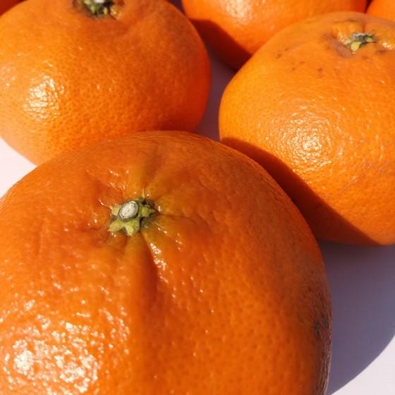 愛媛県産 甘平 3L〜4L 5kg : ナチュラルフュージョンYahoo!店 愛媛県産 甘平 3L〜4L 5kg : ナチュラルフュージョンYahoo!店