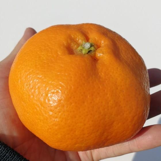愛媛県産 甘平 3L〜4L 5kg : ナチュラルフュージョンYahoo!店 愛媛県産 甘平 3L〜4L 5kg : ナチュラルフュージョンYahoo!店