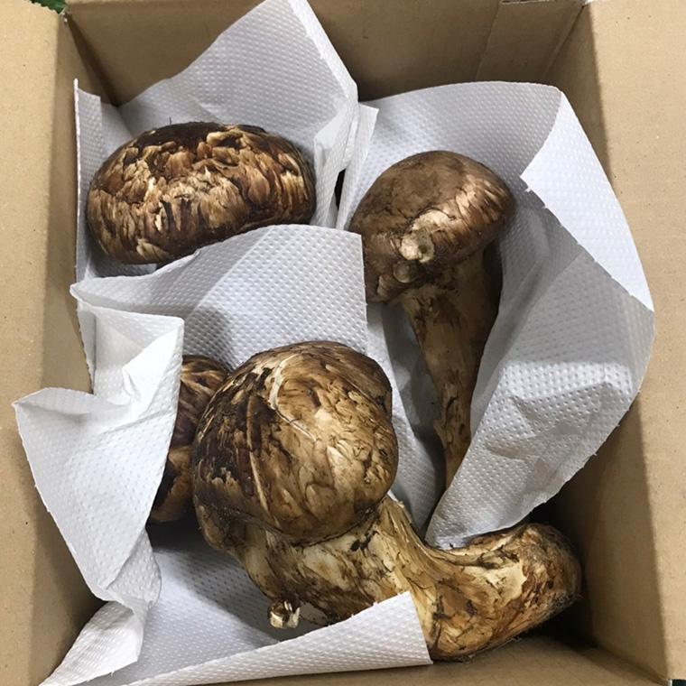 【大特価】ブータン産天然松茸1kg 特価】ブータン産天然松茸1kg