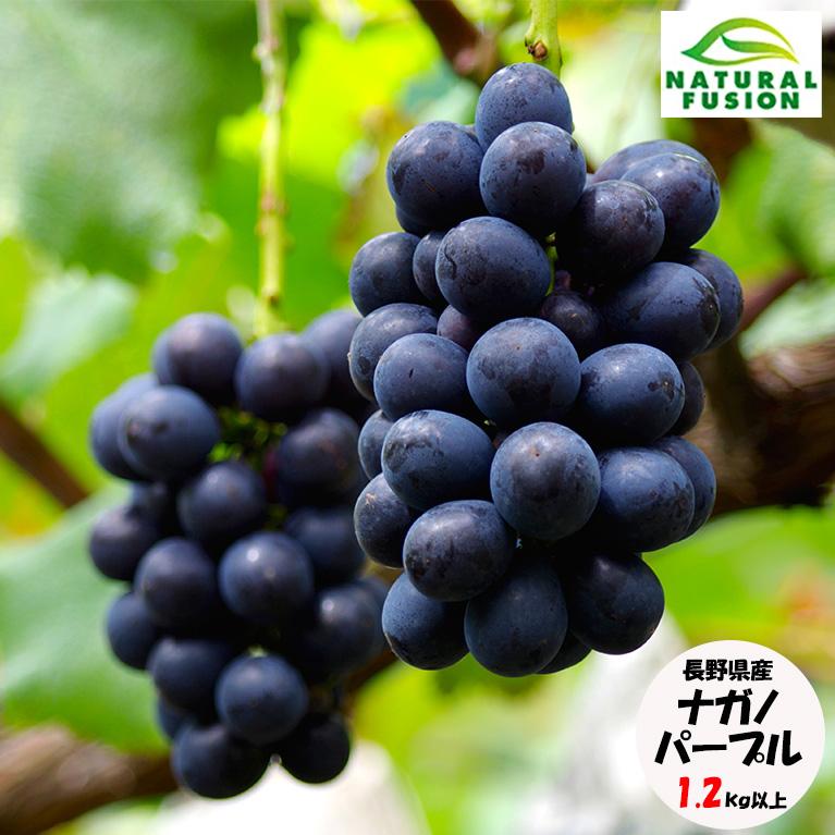 長野県産 ナガノパープル 大房4Lサイズ2房入 1.2kg以上 秀品