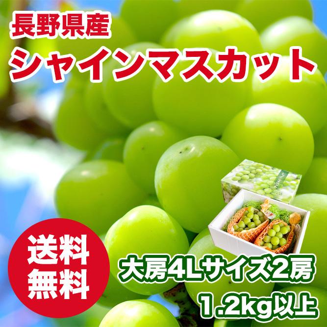 長野県産 シャインマスカット 大房4lサイズ2房入 1 2kg以上 秀品 化粧箱入 贈答用 2箱同時注文で1000円オフクーポンあり Shine Muscat Nagano ナチュラルフュージョンyahoo 店 通販 Yahoo ショッピング