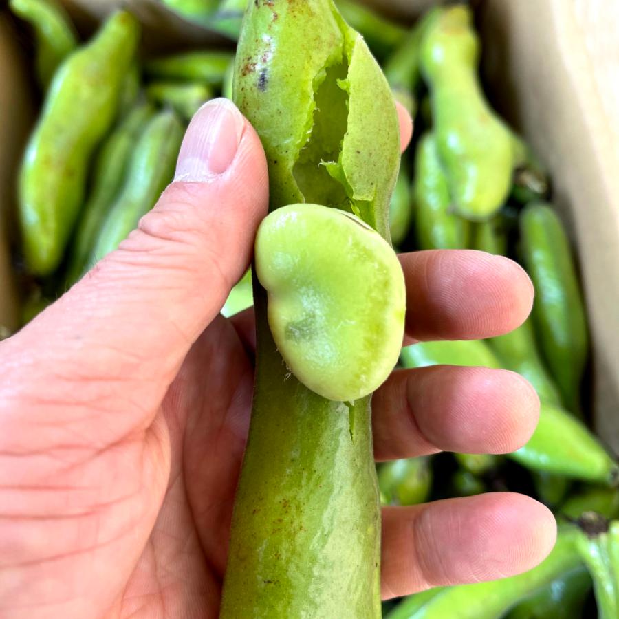 現品限り一斉値下げ 香川県高松市 そらまめ ふるさと納税 約4kg 旬の味覚