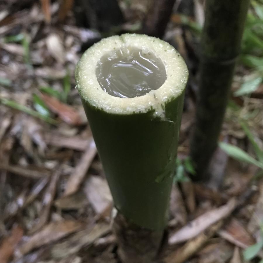 天然竹水（化粧水）120ml :BA120-2:自然素材研究所 - 通販 - Yahoo!ショッピング