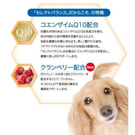 セレクトバランス エイジング　高齢犬用　ラム　小粒　7kg SELECT BALANCE セレクトバランス エイジング ラム 小粒 7才以上の成