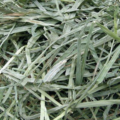 カナダ産 チモシー 2番刈/二番刈り 1kg 牧草、うさぎ カナダ産 チモシー 2番刈/二番刈り 1kg 牧草、うさぎ
