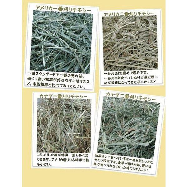 送料無料】カナダ産 チモシー 2番刈/二番刈り 1kg3袋うさぎ 送料無料】カナダ産 チモシー 2番刈/二番刈り 1kg3袋うさぎ