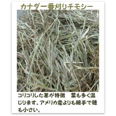 カナダ一番刈りチモシー　１　kg　牧草、うさぎ、モルモット、チンチラ、テグーに　【RCP】【うさぎ　牧草　チモシー　格安】 | 