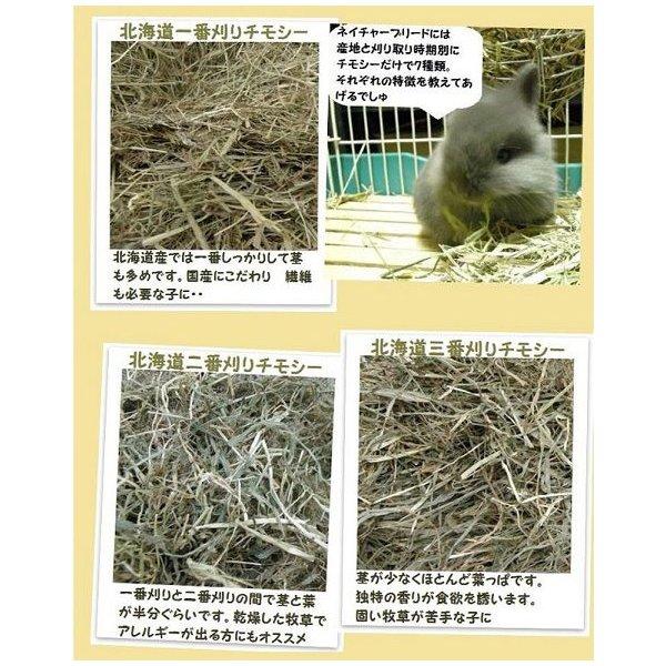 北海道一番刈りチモシー 50g うさぎ、モルモット、チンチラ、テグーに 