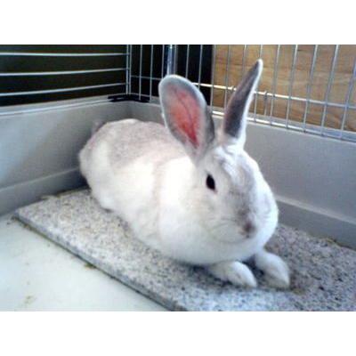 御影石ひんやりタイル（白）40cmx20cm うさぎ 小動物用 御影石