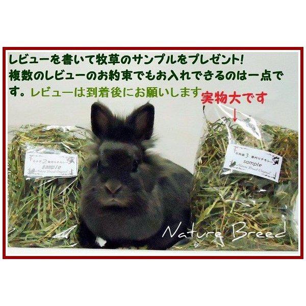 送料無料 アメリカ産 1番刈り 一番刈り チモシー シングルプレス 1kg ｘ3袋 うさぎ モルモット 餌 エサ フード チモシー　ウサギ　エサ｜naturebreed｜02