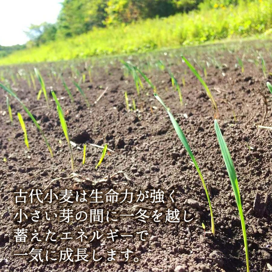 クッキー缶 プチギフト 4缶以上送料無料 銀河クッキー ラングドシャ ツインズ缶  お菓子のミカタ クッキー 缶 かわいい 御歳暮 |  | 06