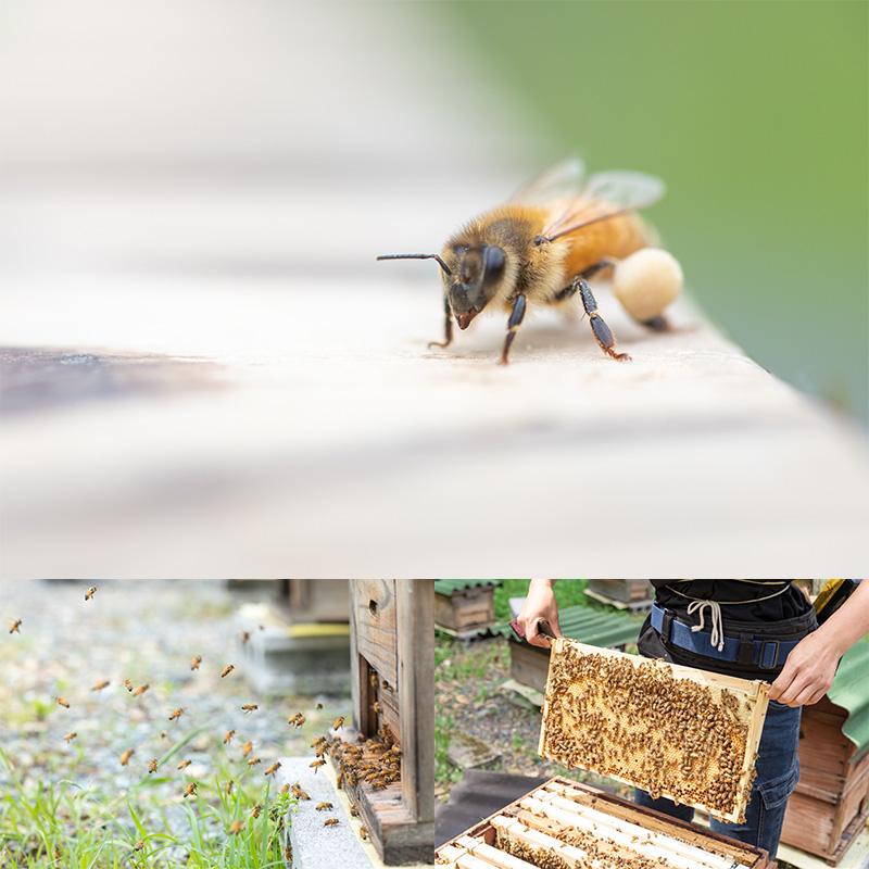 はちみつ 蜂蜜 3種セット ギフト 天然 国産 安心 ときつ養蜂園 山口県