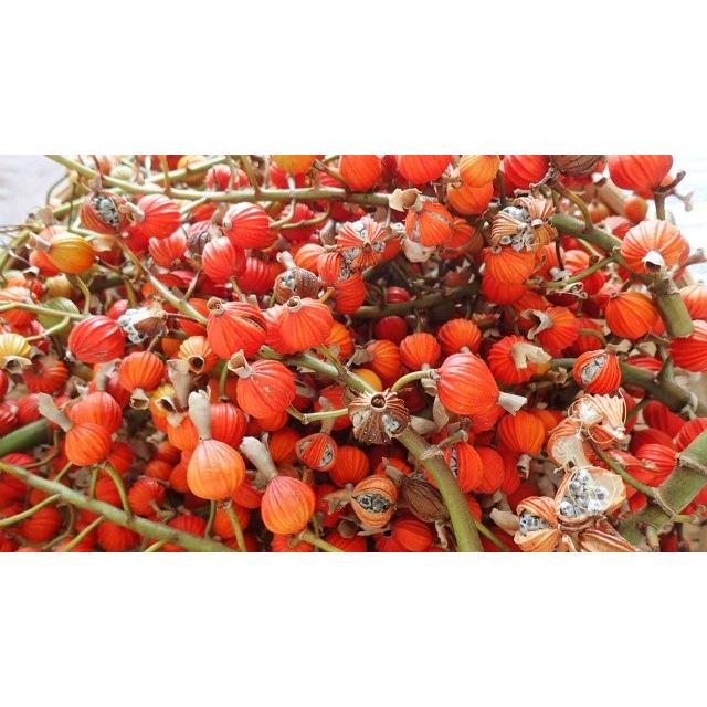 nauhiaherb 月桃の実茶 80g 石垣島産 国産 農薬・化学肥料不使用 ノン
