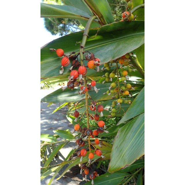 Nauhiaherb 石垣島産 月桃の実茶 80g ゲットウの実茶 P0xrbxrrs7 Nauhiaherb 通販 Yahoo ショッピング