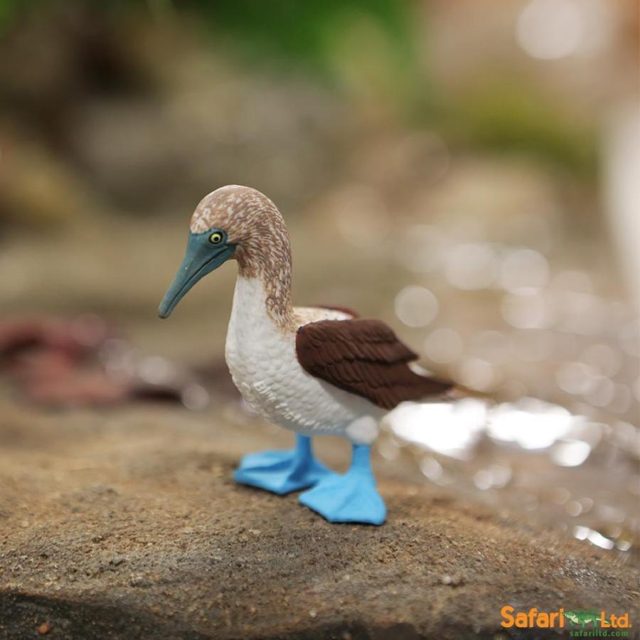 アオアシカツオドリ 日本
