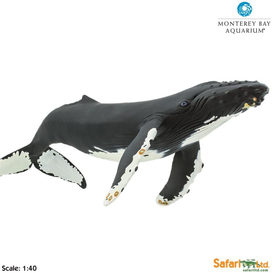 サファリ Mb ザトウクジラ フィギュア モントレーベイ アクアリウム監修モデル サファリフィギュア専門店 Navys 通販 Yahoo ショッピング