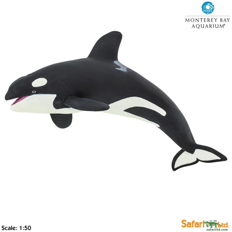 激安 超特価 サファリ Mb シャチ フィギュア モントレーベイ アクアリウム監修モデル 2102 Wantannas Go Id
