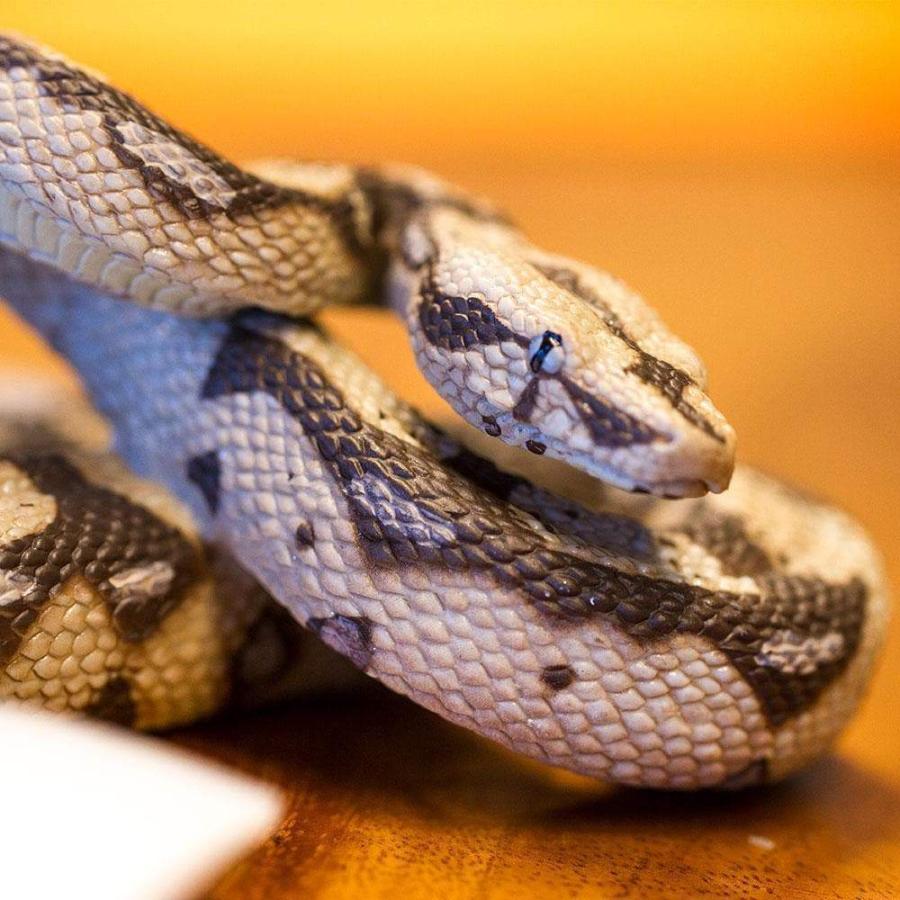 サファリ ボアコンストリクター ヘビ フィギュア 1 4スケールモデル サファリフィギュア専門店 Navys 通販 Yahoo ショッピング