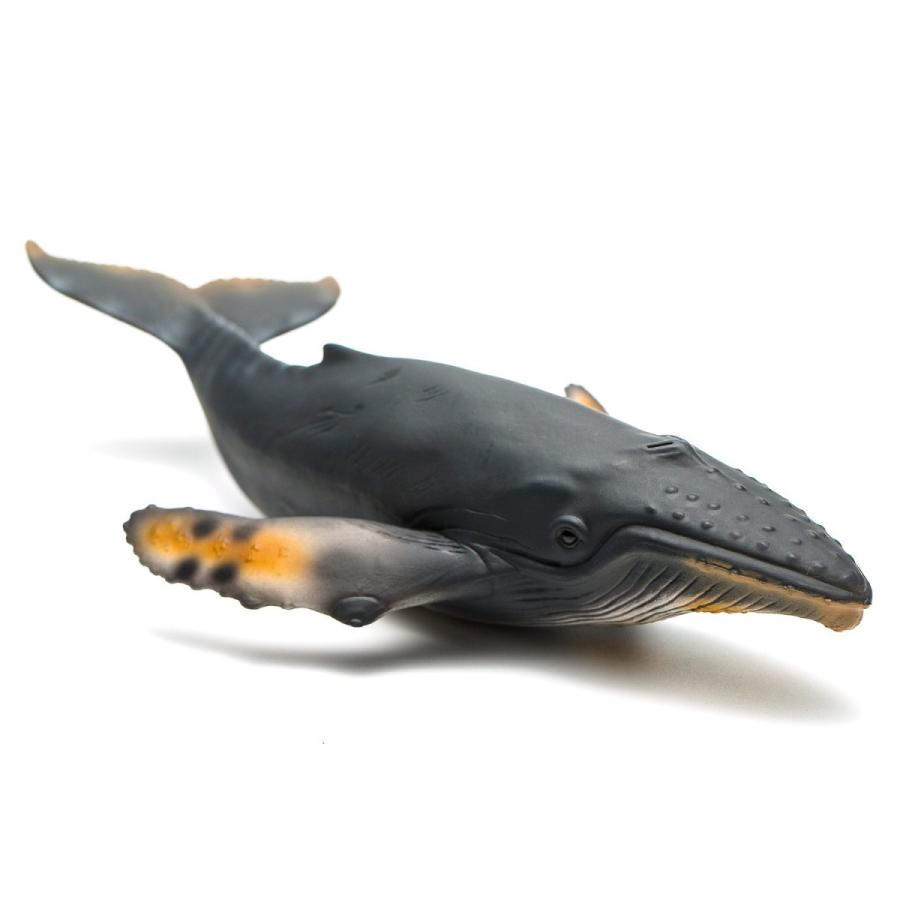コレクタ Collecta ザトウクジラ 鯨 フィギュア 847 847 サファリフィギュア専門店 Navys 通販 Yahoo ショッピング