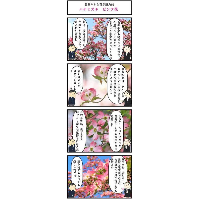 ハナミズキ苗赤白ピンク3色セット いろんなハナミズキが楽しめます いろんなハナミズキが楽しめます 　