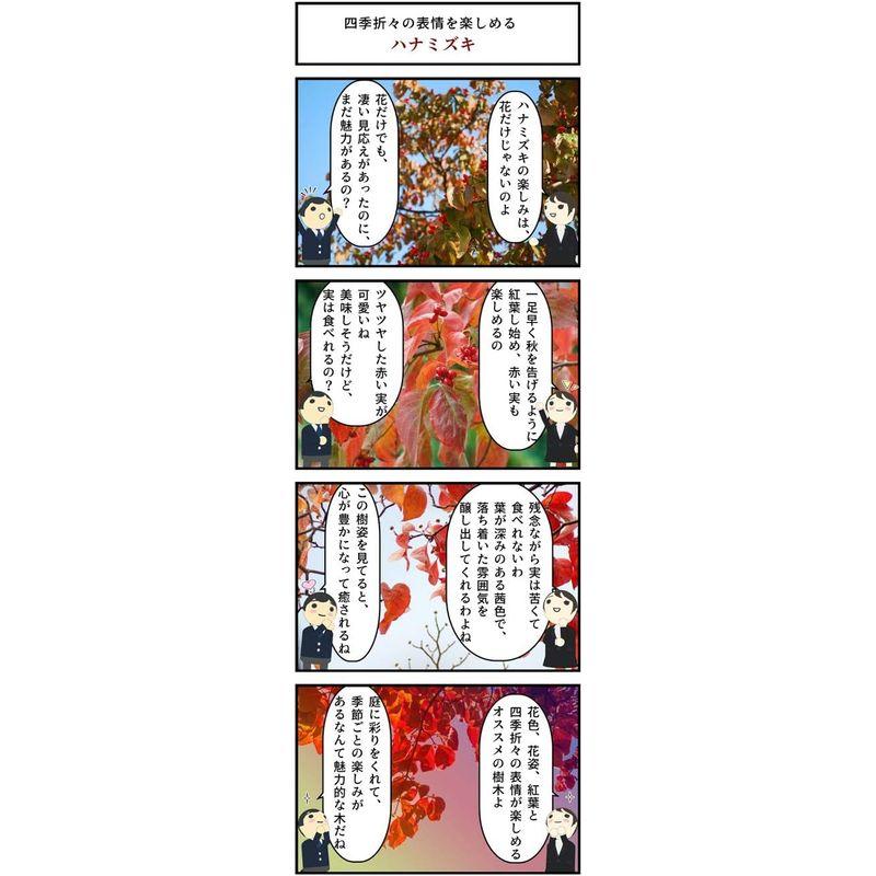 ハナミズキ苗赤白ピンク3色セット いろんなハナミズキが楽しめます いろんなハナミズキが楽しめます 　