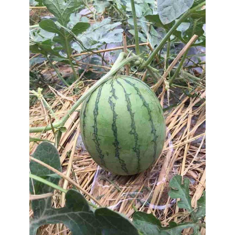 匿名配送 スイカ カボチャ メロン マット 下敷き 受け皿 家庭菜園 店頭陳列 ハウス栽培 3?5年使用可能 (M(15ｘ11.5cm)500個) 【AA2117200976】(11926円)