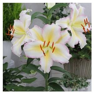 スカシユリ 球根 フォーエバーリンダ ２球入 0048 新潟県花卉球根農業協同組合 通販 Yahoo ショッピング