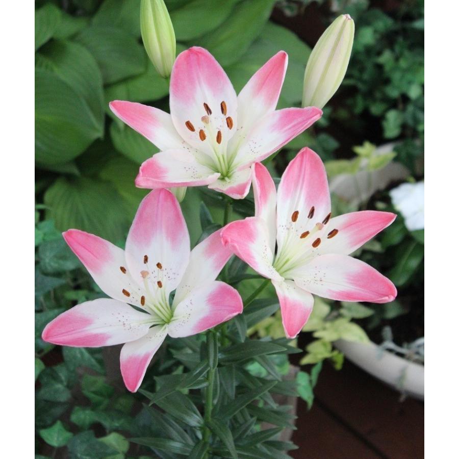 スカシユリ 球根 シュガーラブ ２球入