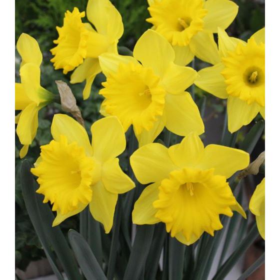 スイセン 球根 ピンパネル 2球入