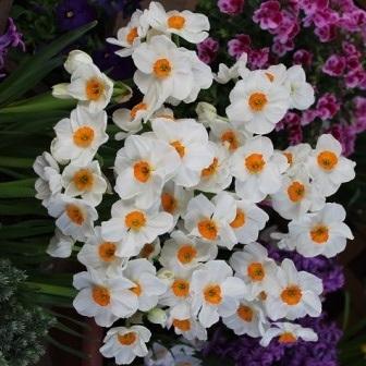 147円 新作アイテム毎日更新 スイセン 球根 ラスベガス ３球入