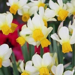 93 以上節約 スイセン 球根 イートンソング ３球入