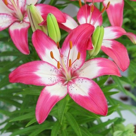 ｌａユリ リトーウェン ２球入 Saopedrodasmissoes Rs Gov Br