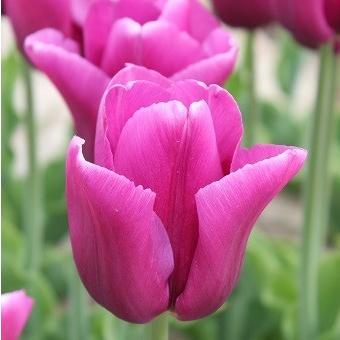 チューリップ パッショネル ５球入 5615 新潟県花卉球根農業協同組合 通販 Yahoo ショッピング